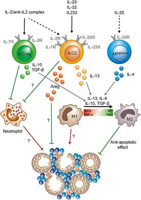 Innate Lymphoid Cells in Renal Inflammation